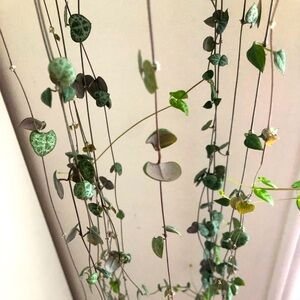 Ceropegia Woodii Cuttings (String of Hearts)